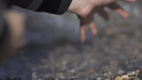 Man Hands Holding And Relase Small Stones In Hands On Beach Stone Background Stock Footage 80385824