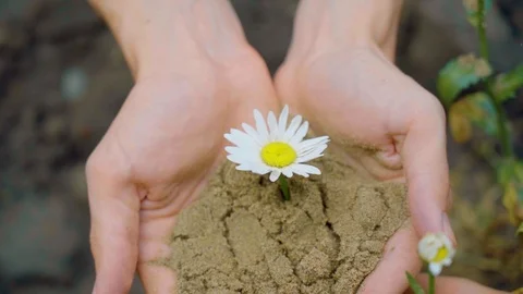 Man hands holding chamomile in sand soil. Life and environmental protection. Stock Footage 108750452