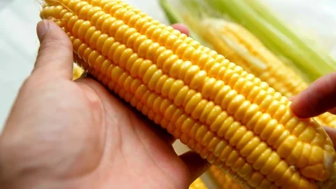 Man hands holding corn cob grains. farmer hands is planting seeds. Farming and Stock Footage 336581094