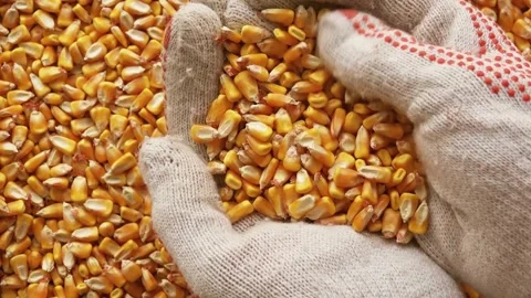 Man hands holding corn grains. farmer hands is planting seeds. Farming and Stock Footage 270463617