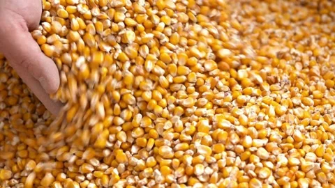 Man hands holding corn grains. farmer hands is planting seeds. Farming and 库存影片 336581000