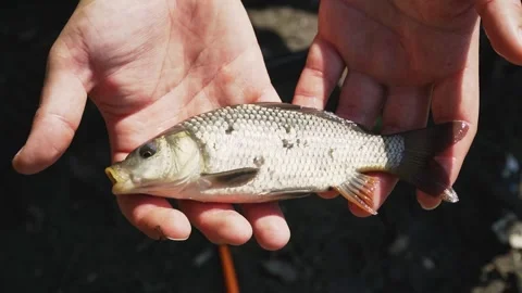 A man hands holding small common carp trying to breath Stock Footage 263150067