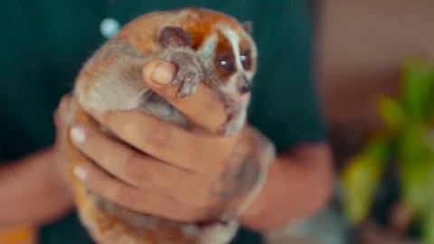 Man in hands holding a small lemur Vídeos de archivo 73398408