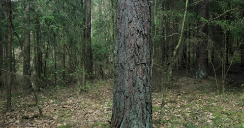Man hands huggin the tree Stock Footage 136136026