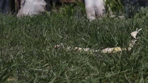 Man hands keeping out the paper scraps from grass Stock Footage 107150791