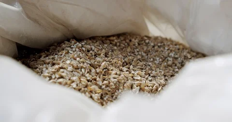 Man hands of master brewer with barley seeds at brewery factory. Close up Slow Video stock 129026760