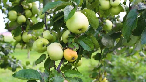 Man hands pick up apple from tree Stock Footage 160244139