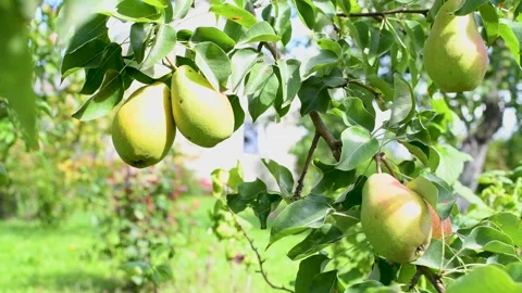 Man hands pick up pear from tree Stock Footage 160244498