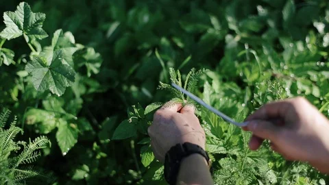 Man Hands Picking Up / Collect Fresh Herb / Plant in the Garden. Concept: Spring Stock Footage 129458446