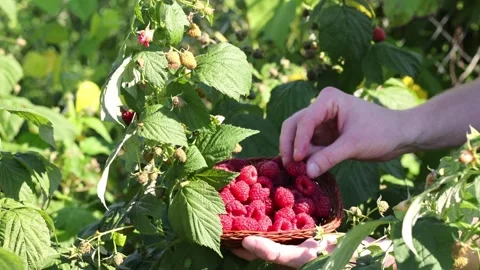 Man hands picking raspberries into a small wicker bowl. Harvesting concept. Stock Footage 252038395