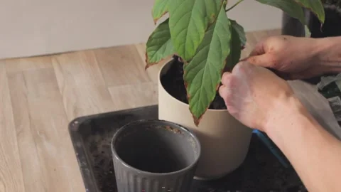 Man hands planting avocado tree in a flower pot with soil. Growing avocado tree Stock Footage 231462822