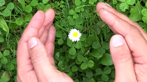 Man hands protecting a isolated daisy flower 4k Stock-Footage 46213723