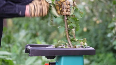 Man hands put branches into garden shredder, close up Stock Footage 202143522