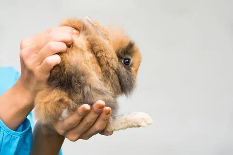 Man hands raised  Rabbit up isolate white background with copy space. Home de Stock Photos