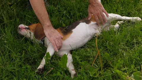 Man hands scratch beagle dog belly, play with funny puppy Stock Footage 91446205