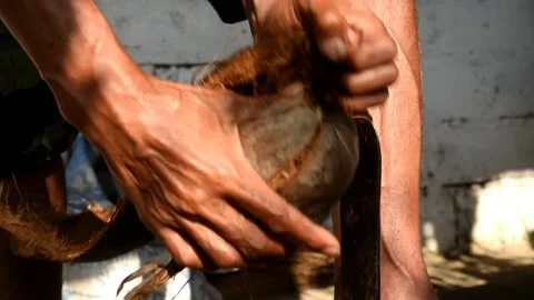 Man hands showing how to open the coconut shell with traditional method Stock Footage 157499834