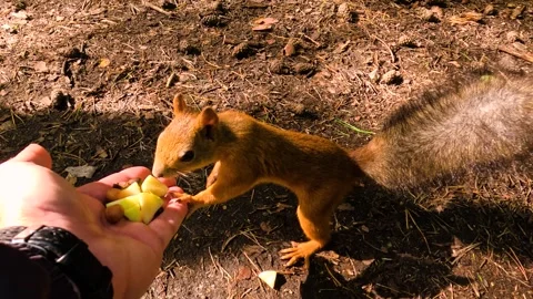 A man hands a small squirrel nuts to feed. A little squirrel in a summer fore Stock Footage 328227934