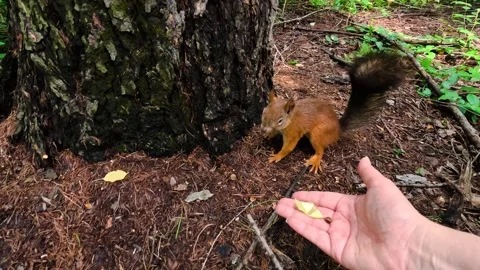 A man hands a small squirrel nuts to feed. A little squirrel in a summer fore Stock Footage 328227939