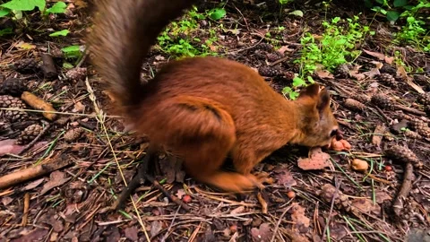 A man hands a small squirrel nuts to feed. A little squirrel in a summer fore Stock Footage 328227975