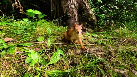 A man hands a small squirrel nuts to feed. A little squirrel in a summer fore Stock Footage 329871035