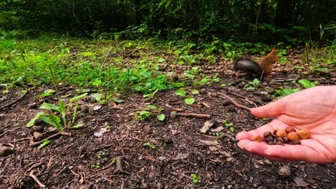 A man hands a small squirrel nuts to feed. A little squirrel in a summer fore Stock Footage 329871062