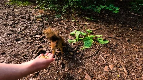 A man hands a small squirrel nuts to feed. A little squirrel in a summer fore Stock Footage 340064504