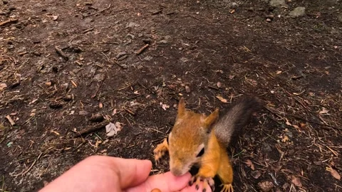 A man hands a small squirrel nuts to feed. A little squirrel in a summer fore Stock Footage 340064529