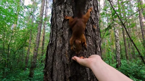 A man hands a small squirrel nuts to feed. A little squirrel in a summer fore Stock Footage 340064616