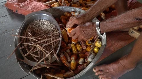 Man hands threshing corn in metal bowl full of organic beans in amazon Stock-Footage 166526887