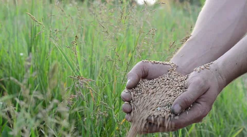 Man hands with wheat Vídeos de archivo 24654494