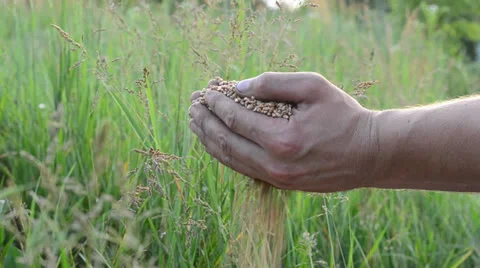 Man hands with wheat Stockbeeldmateriaal 24654599