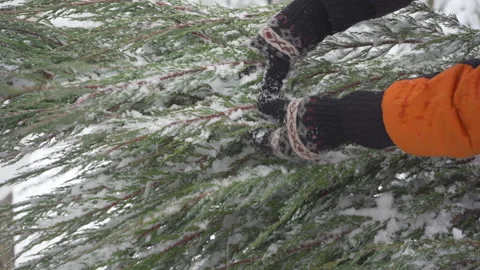 Man hands in winter gloves shaking fresh snow off evergreen tree branches 스톡 동영상 343388199