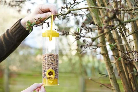 Man Hanging Bird Feeder In Garden Foto stock