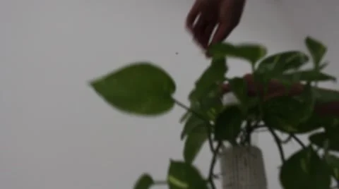 Man hanging flowers Stock Footage 56084880