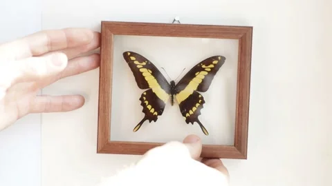 Man hangs a framed butterfly on the wall Stock Footage 238459809