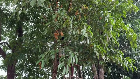 A man harvesting and picking Burmese grape fruits hanging from a tree branch Stock Footage 336432136