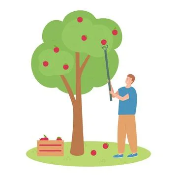 Man harvesting apple tree Stock Illustration