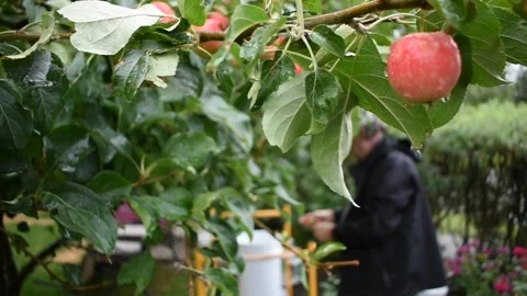 Man harvesting apples Stock Footage 191200305