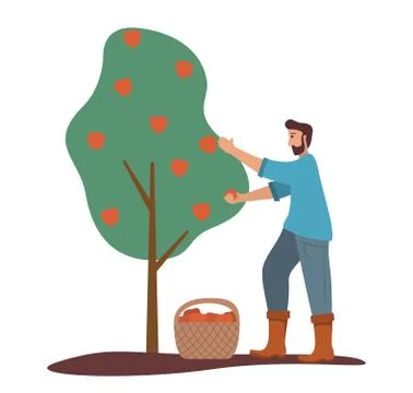 The man is harvesting apples. Fruit tree. Ripe red apples basket. Stock Illustration