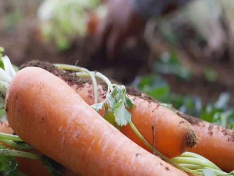 Man harvesting carrots Stock Footage 78374085