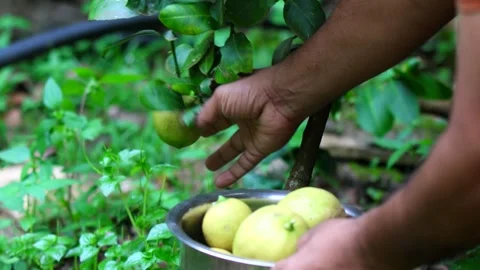 Man harvesting lemons from tree. Picking ripe fresh hanging lemons. Video stock 252418782