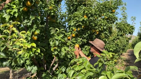 A man harvesting pears off the trees. Stock Footage 139502597