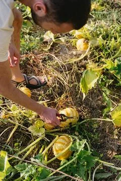 Man harvesting pumpkin from a pumpkin patch Fotos de archivo