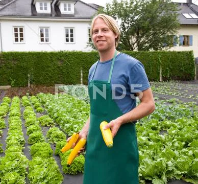 Man Harvesting Yellow Zucchini