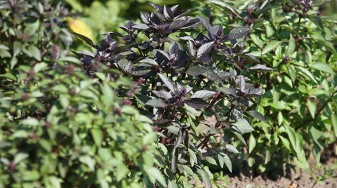 A man harvests basil Stock Footage 65360070