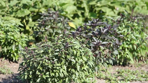 A man harvests basil Stock Footage 86535334