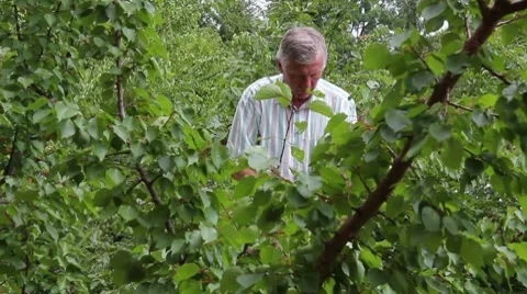 Man harvests Stock Footage 7747645