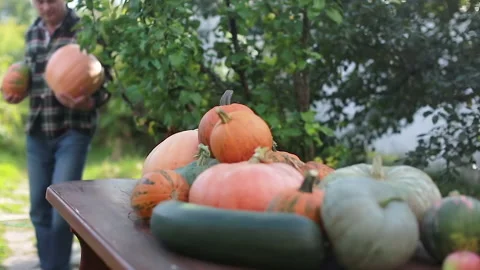 A man harvests Stock Footage 139040497