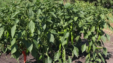 A man harvests hot pepper Stock Footage 65362679