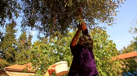 Man harvests olive MRL Stock Footage 541124